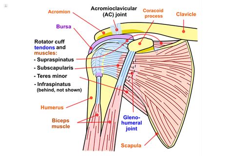 supraspinatus tear pain location